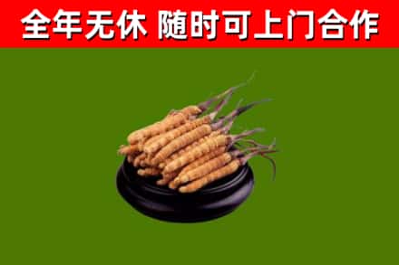 恩阳区回收散虫草