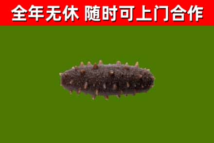 恩阳区回收海参干